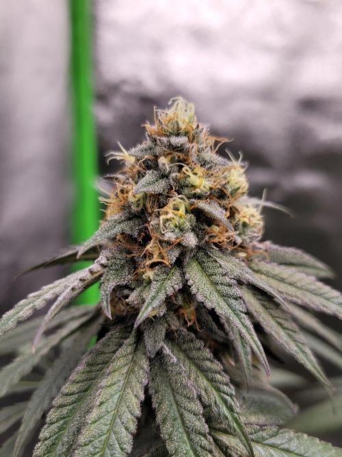 Blue Ginseng. Week 13