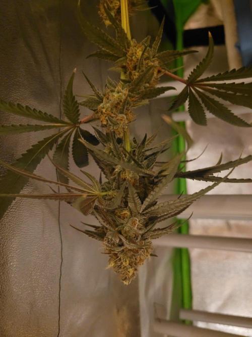 Blue Ginseng. Week 14