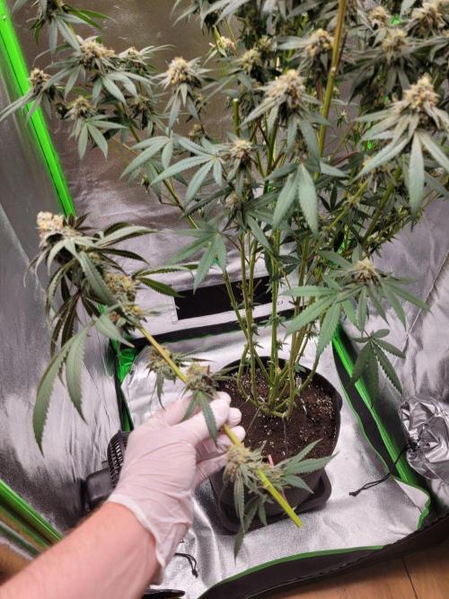 Blue Ginseng. Week 14