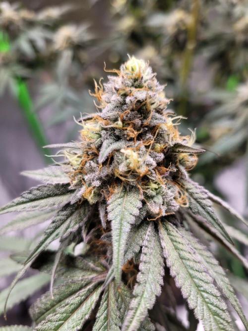 Blue Ginseng. Week 14