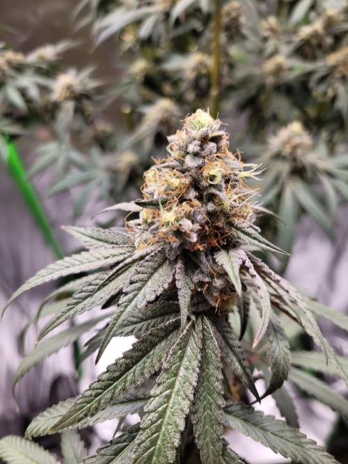 Blue Ginseng. Week 14