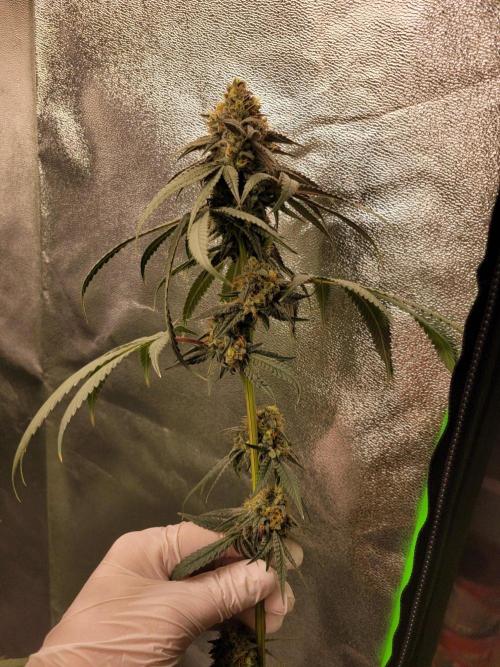 Blue Ginseng. Week 14