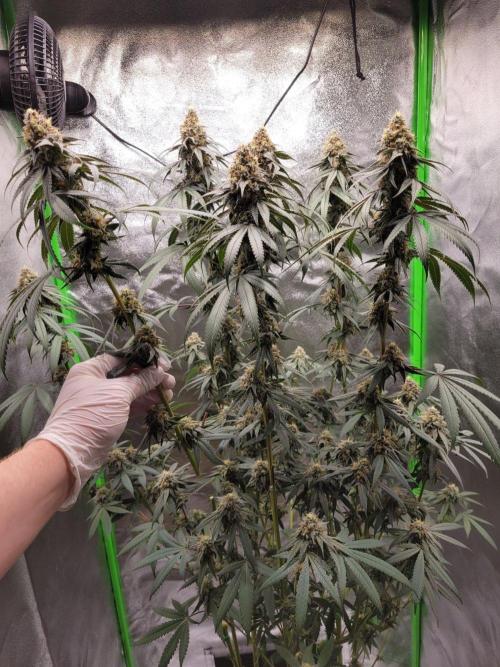 Blue Ginseng. Week 14
