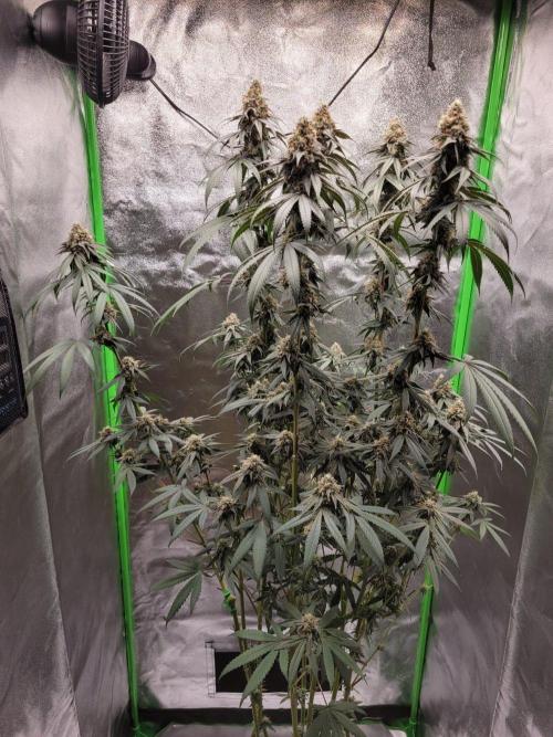 Blue Ginseng. Week 14