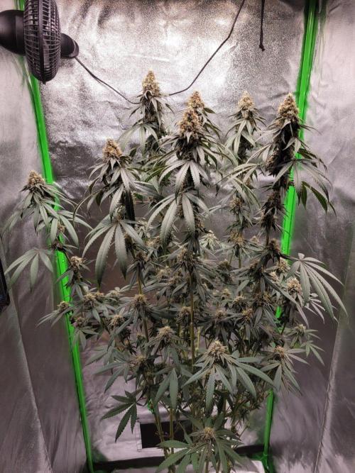 Blue Ginseng. Week 14
