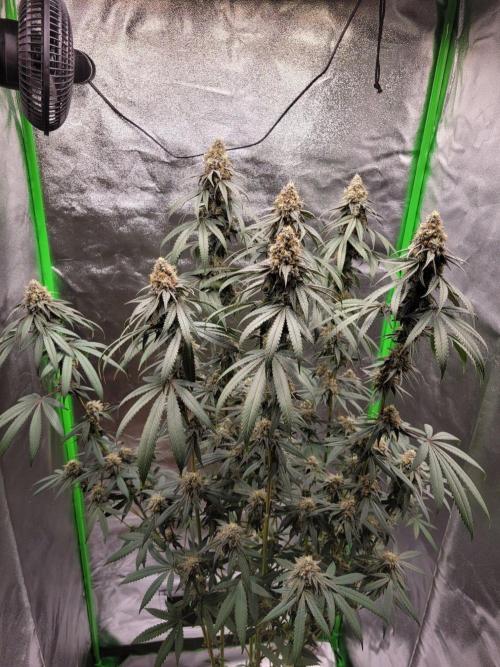 Blue Ginseng. Week 14