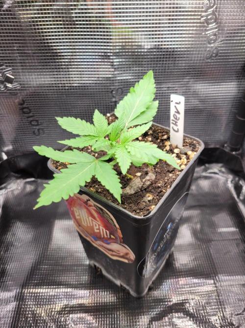 Cheri x Lurpe Test RUN. Week 1