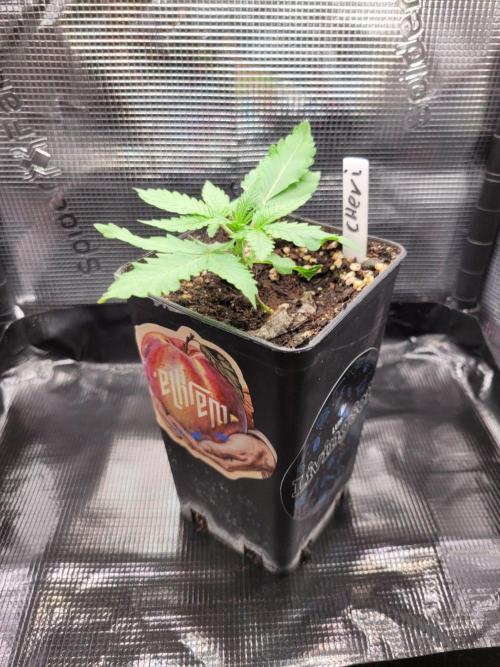 Cheri x Lurpe Test RUN. Week 1