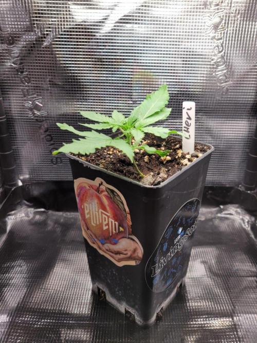 60x60x120 Veg Tent. Week 1