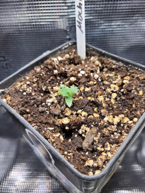 Ready for a Miracle?. Week 1