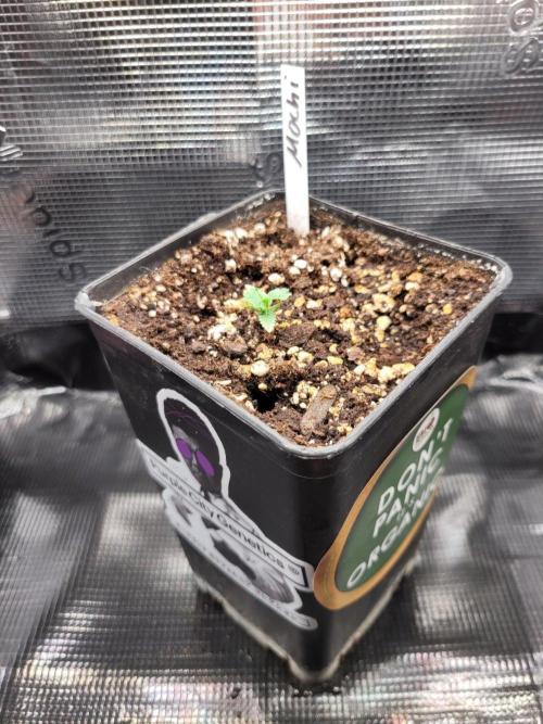 Ready for a Miracle?. Week 1