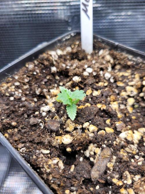 Ready for a Miracle?. Week 1