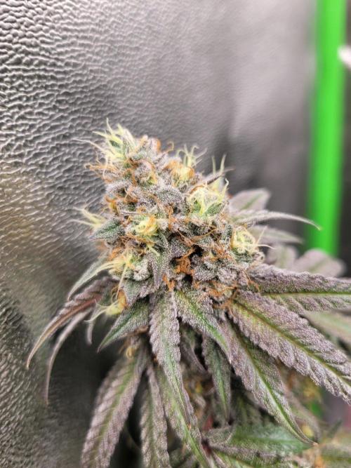 Blue Ginseng. Week 15