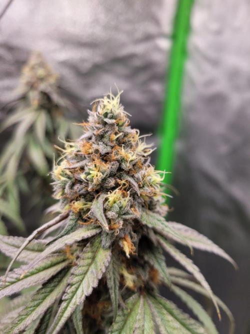 Blue Ginseng. Week 15