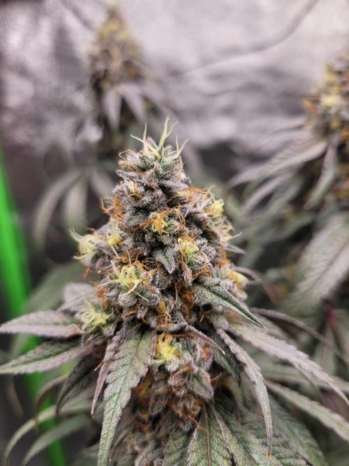 Blue Ginseng. Week 15