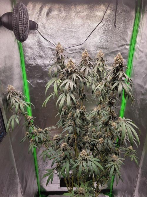 Blue Ginseng. Week 15