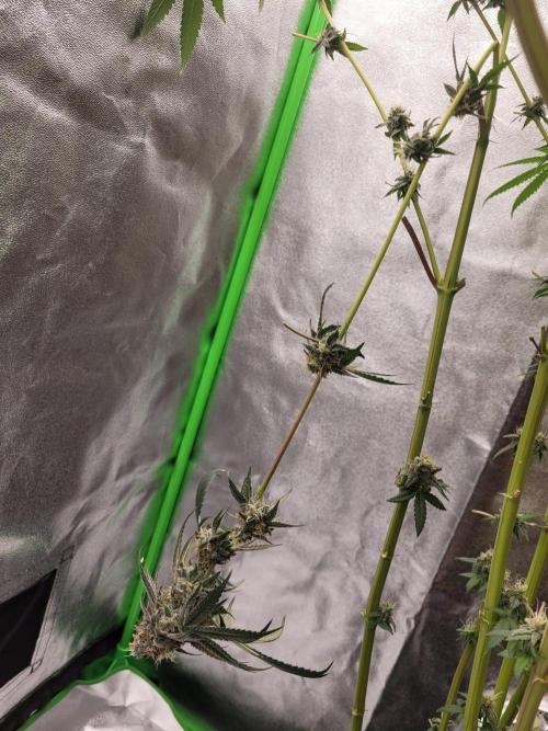 Blue Ginseng. Week 15