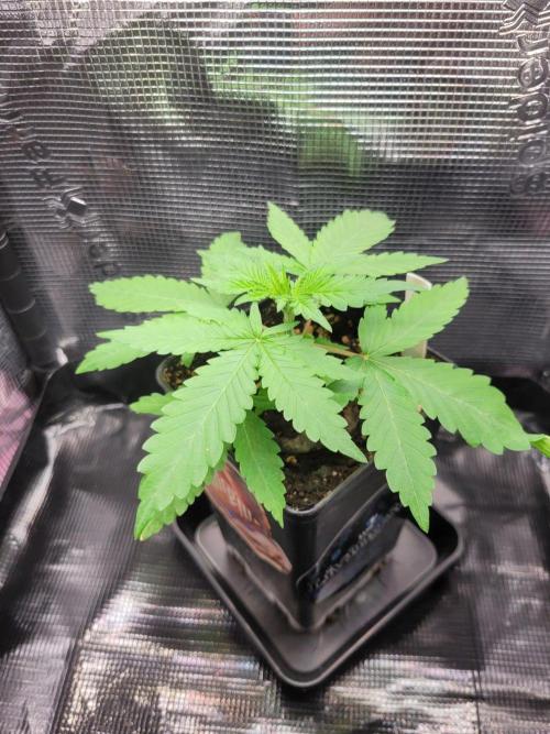 Cheri x Lurpe Test RUN. Week 2