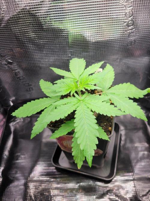 Cheri x Lurpe Test RUN. Week 2