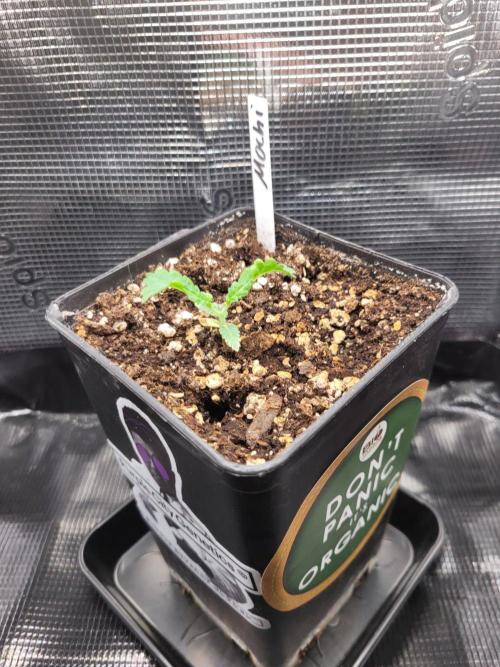 Ready for a Miracle?. Week 2