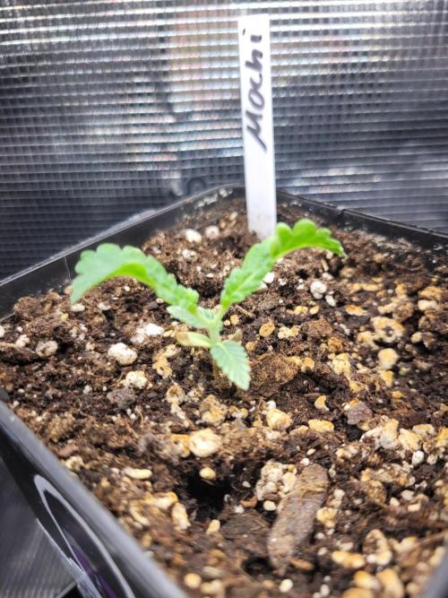 Ready for a Miracle?. Week 2