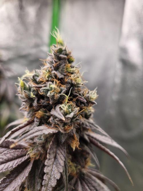 Blue Ginseng. Week 16