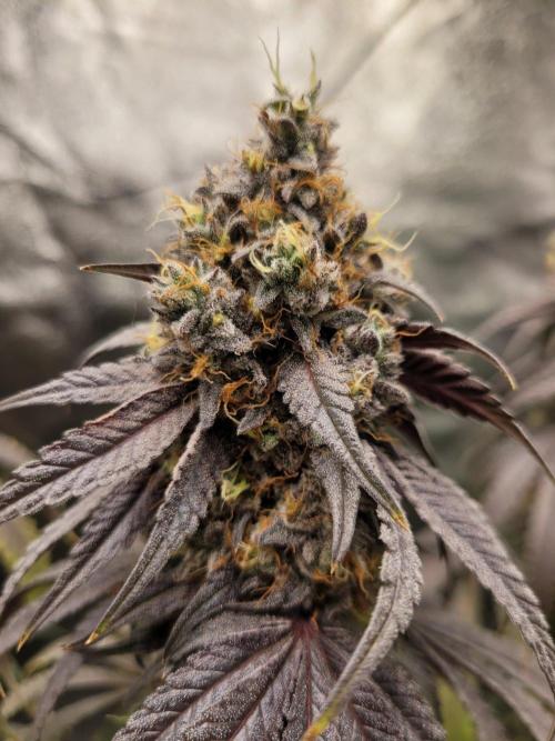 Blue Ginseng. Week 16