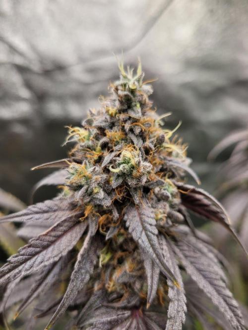 Blue Ginseng. Week 16
