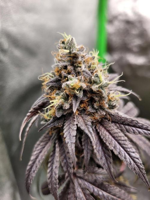 Blue Ginseng. Week 16