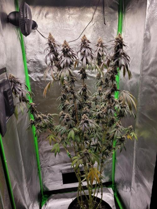 Blue Ginseng. Week 16