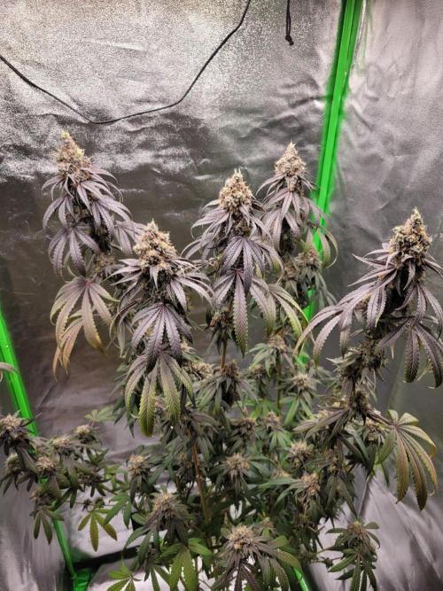 Blue Ginseng. Week 16