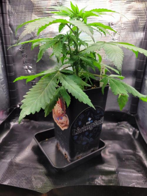 Cheri x Lurpe Test RUN. Week 3