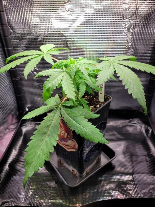 Cheri x Lurpe Test RUN. Week 3