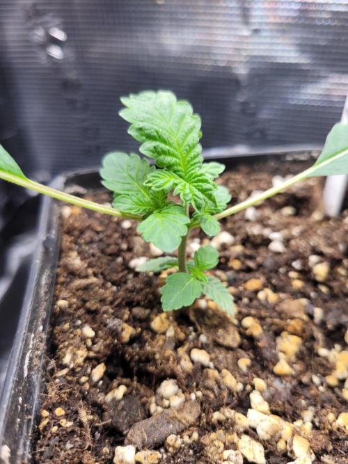 Ready for a Miracle?. Week 3