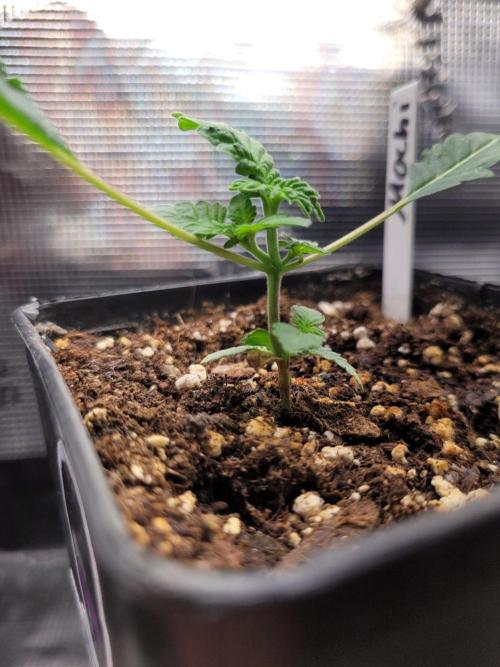 Miracle Mochi. Week 3