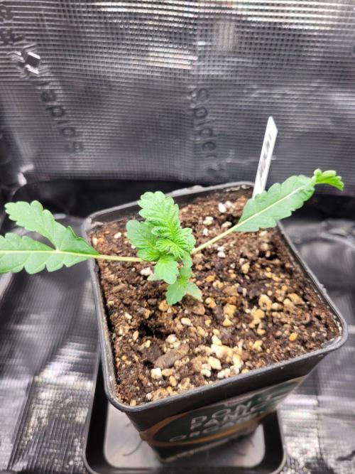 Ready for a Miracle?. Week 3