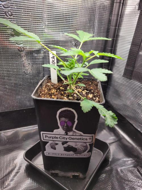 Ready for a Miracle?. Week 4