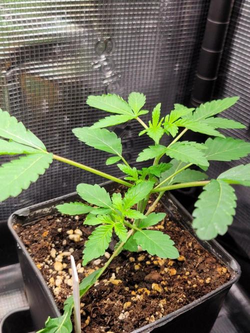 Ready for a Miracle?. Week 4