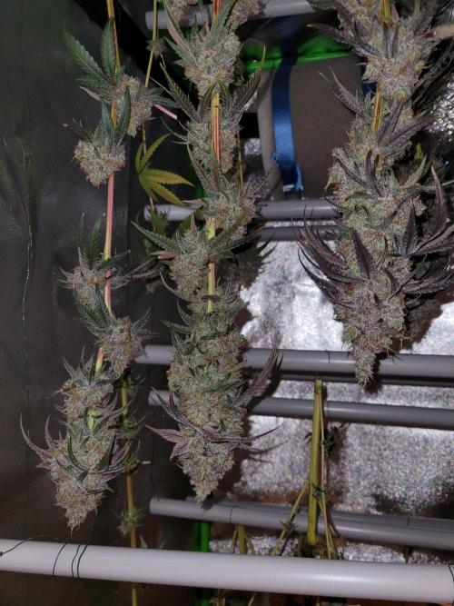 Blue Ginseng. Week 17