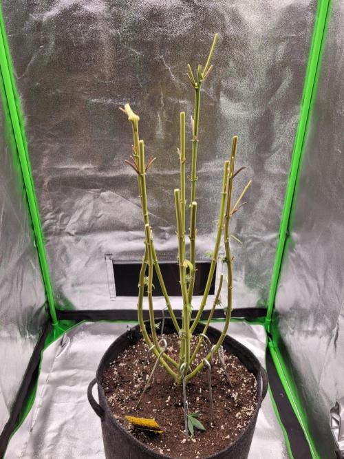 Blue Ginseng. Week 17