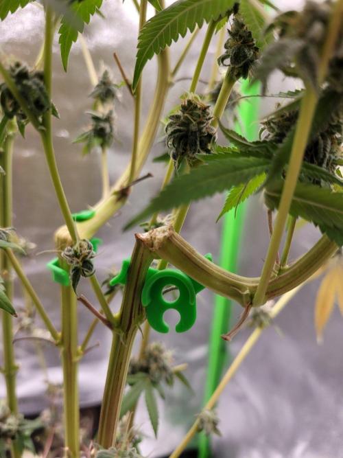 Blue Ginseng. Week 17