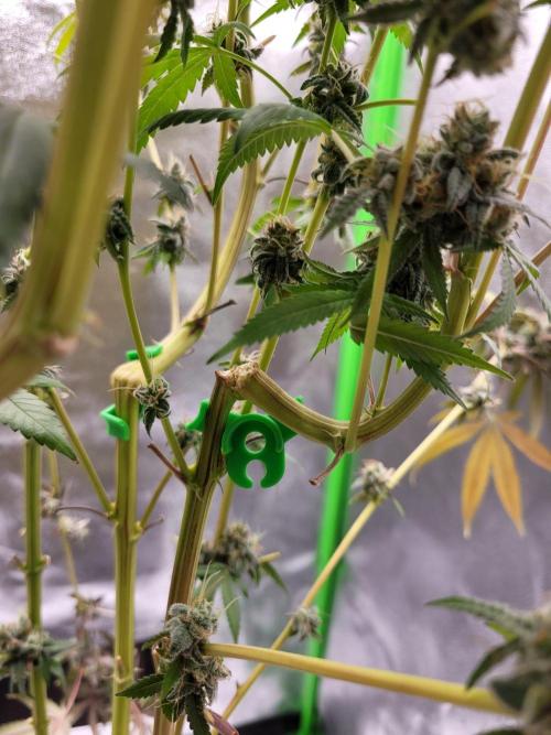 Blue Ginseng. Week 17