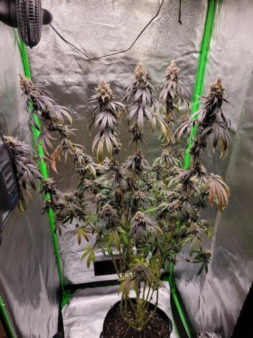 Blue Ginseng. Week 17