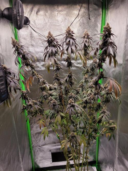 Blue Ginseng. Week 17