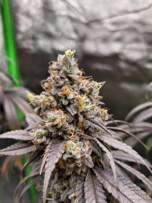 Blue Ginseng. Week 17