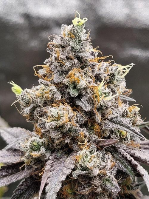 Blue Ginseng. Week 17