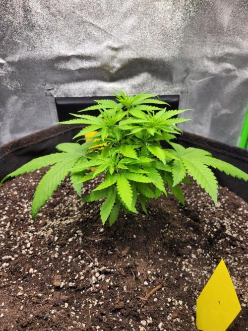 Cheri x Lurpe Test RUN. Week 4