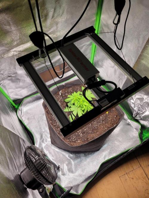 Cheri x Lurpe Test RUN. Week 4
