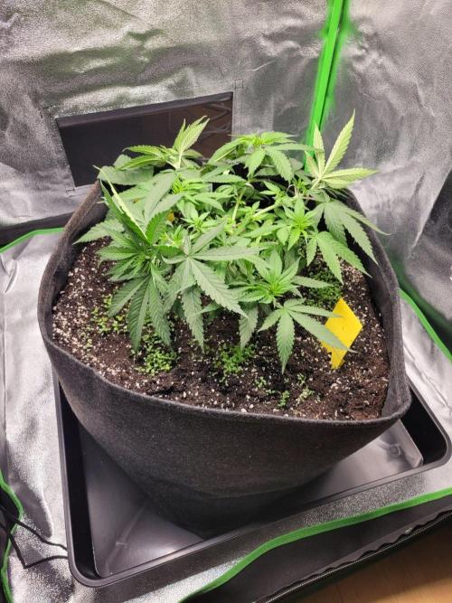 Cheri x Lurpe Test RUN. Week 5