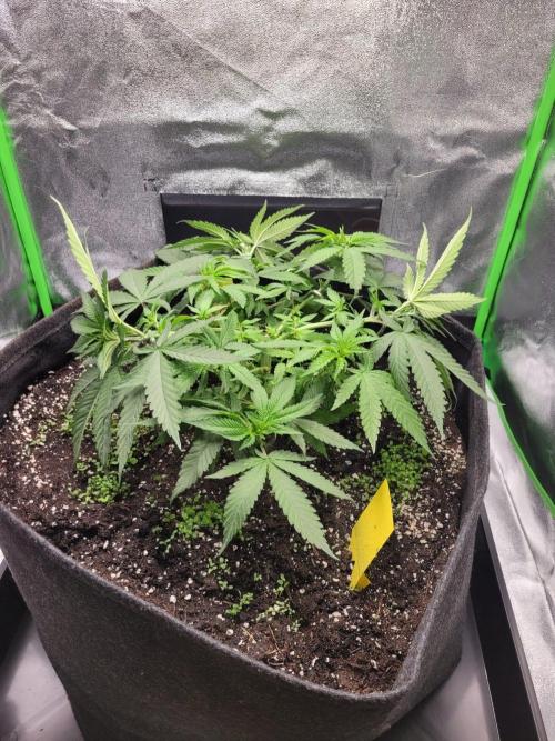 Cheri x Lurpe Test RUN. Week 5